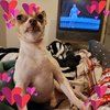 nikkidow_34